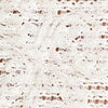 English Factory Puff-Sleeve Open Knit Woven Top - Brands We Love - Image 6